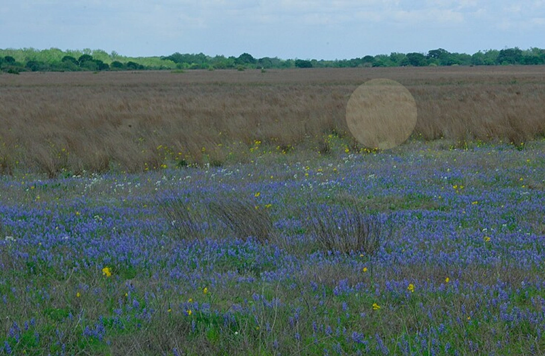 Texas title and closing preparation for How to Sell Land Without Clear Title in Texas