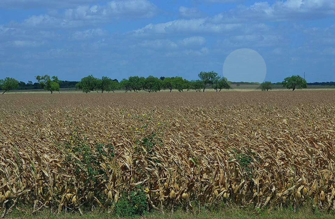 Texas land records and parcel facts for Cash Buyers for Texas Land: How to Compare Direct Offers